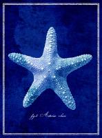 Starfish #87136 Starfish #87136