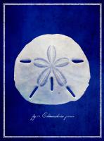 Sand Dollar #87137 Sand Dollar #87137