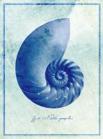Nautilus Shell B #87142 Nautilus Shell B #87142