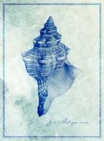 Conch Shell B #87143 Conch Shell B #87143