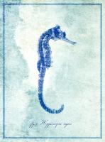 Seahorse B #87144 Seahorse B #87144