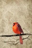 Cardinal #87149 Cardinal #87149