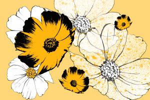 Dogwood Sunshine #87353 Dogwood Sunshine #87353
