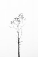 Foggy Tree 4 #90385 Foggy Tree 4 #90385