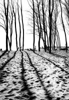 Long Shadows #90513 Long Shadows #90513
