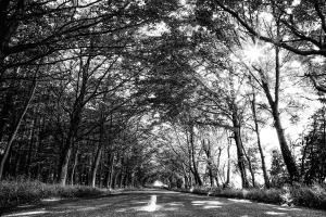 Into the Woods #90518 Into the Woods #90518