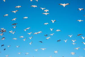 Seagulls #90716 Seagulls #90716
