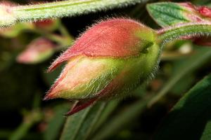 Big Bud #82943 Big Bud #82943