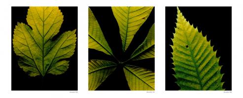 Leaf Plates #75081 Leaf Plates #75081