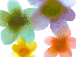 Floral Friends II #HC114204 Floral Friends II #HC114204