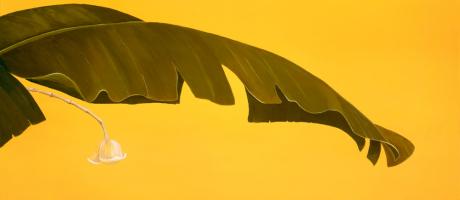 Banana Leaf II #80823 Banana Leaf II #80823