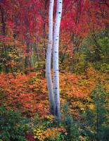 Aspen 1 #91583 Aspen 1 #91583