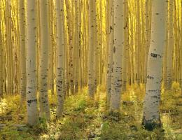 Aspen 5 #91585 Aspen 5 #91585