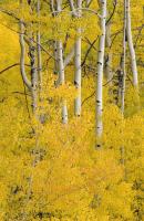 Aspen 6 #91586 Aspen 6 #91586