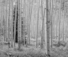 Aspen Black and White 1 #91587 Aspen Black and White 1 #91587