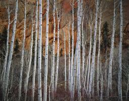 Betatikin Aspen #91588 Betatikin Aspen #91588