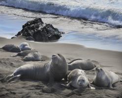 Elephant Seals, San Simeon #91619 Elephant Seals, San Simeon #91619