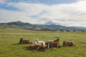Resting Horses, San Simeon #91636 Resting Horses, San Simeon #91636