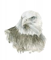 Eagle Bust #98715 Eagle Bust #98715