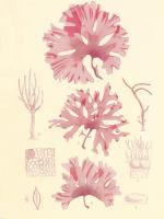 British Seaweed Plate IX #86852 British Seaweed Plate IX #86852