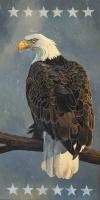 Bald Eagle #91431 Bald Eagle #91431