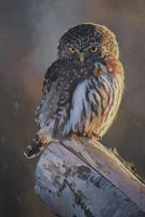 Northern Pygmy Owl #91434 Northern Pygmy Owl #91434