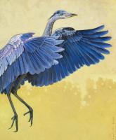 Great Blue Heron #91435 Great Blue Heron #91435