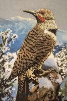 Northern Flicker #91436 Northern Flicker #91436