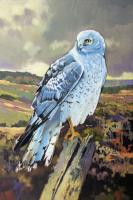 Northern Harrier Male #98433 Northern Harrier Male #98433