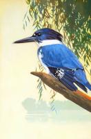 Belted Kingfisher #98434 Belted Kingfisher #98434