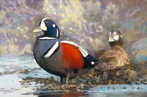 Harlequin Ducks #98435 Harlequin Ducks #98435