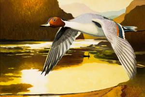 Northern Pintail Duck #98437 Northern Pintail Duck #98437