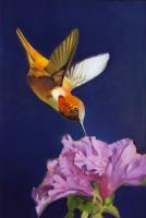Rufous Hummingbird #98439 Rufous Hummingbird #98439