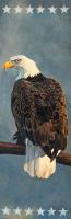 Bald Eagle #98592 Bald Eagle #98592