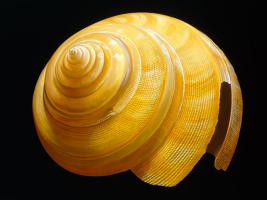Australian Slit Shell #86388 Australian Slit Shell #86388