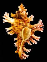 Rose Branch Murex #86389 Rose Branch Murex #86389
