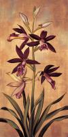 Burgundy Orchid #ILD5096 Burgundy Orchid #ILD5096