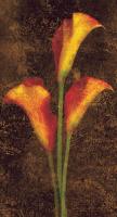Callas #IS4143 Callas #IS4143