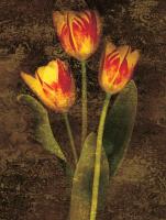 Three Tulips #IS4145 Three Tulips #IS4145