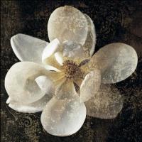 Magnolia I #IS4332 Magnolia I #IS4332