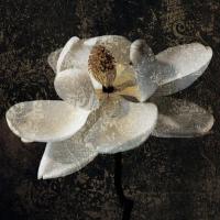 Magnolia II #IS4333 Magnolia II #IS4333