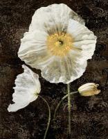 Poppies II #IS4615 Poppies II #IS4615
