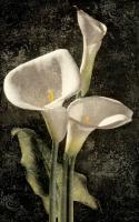 Callas I #IS4616 Callas I #IS4616