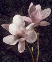 Pink Magnolias I #IS4619 Pink Magnolias I #IS4619