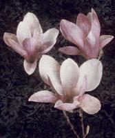 Pink Magnolias II #IS4620 Pink Magnolias II #IS4620