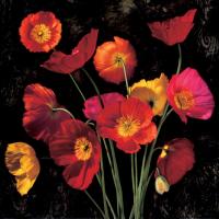 Poppy Bouquet II #IS4623 Poppy Bouquet II #IS4623