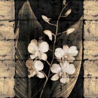 Orchids in Bloom I #IS5191 Orchids in Bloom I #IS5191