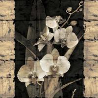 Orchids in Bloom II #IS5192 Orchids in Bloom II #IS5192