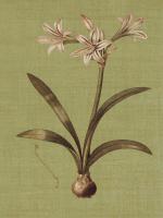 Botanica Verde I #IS5758 Botanica Verde I #IS5758