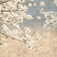 Cherry Blossoms II #IS5804 Cherry Blossoms II #IS5804